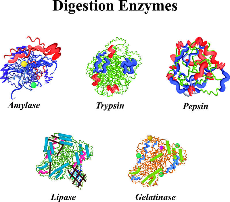 Verdauungsenzyme und ihre Struktur: Amylase, Trypsin, Pepsin, Lipase und Gelatinase.