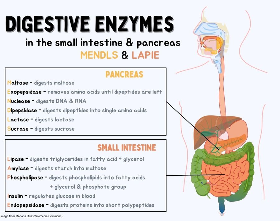 Verdauungsenzyme im Dünndarm und in der Bauchspeicheldrüse: Maltose, Exopeptidase, Nuklease, Dipeptidase, Laktase und Sucrase in der Bauchspeicheldrüse; Lipase, Amylase, Phospholipase, Insulin und Endopeptidase im Dünndarm.