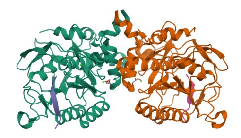 Intrazelluläres Subtilisin von Bacillus sp.
