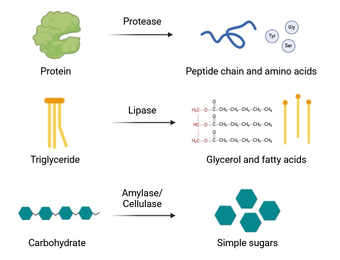 Proteasen bauen Proteine in Peptidketten und Aminosäuren ab, Lipasen bauen Lipide und Fette in Glycerin und Fettsäuren ab, und Amylasen/Cellulasen bauen Kohlenhydrate in einfache Zucker ab.