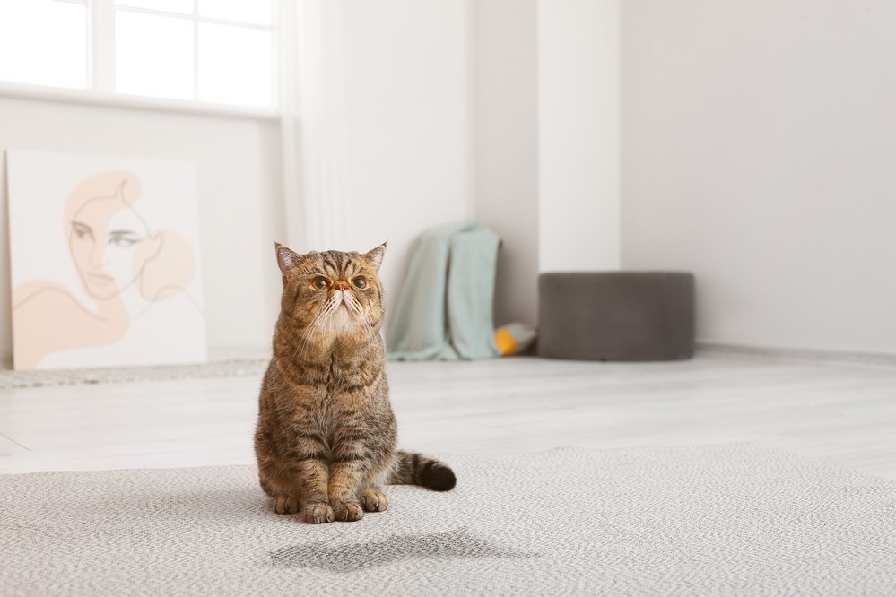 Enzymreiniger sind effektiv bei der Entfernung von Katzenurin-Flecken.