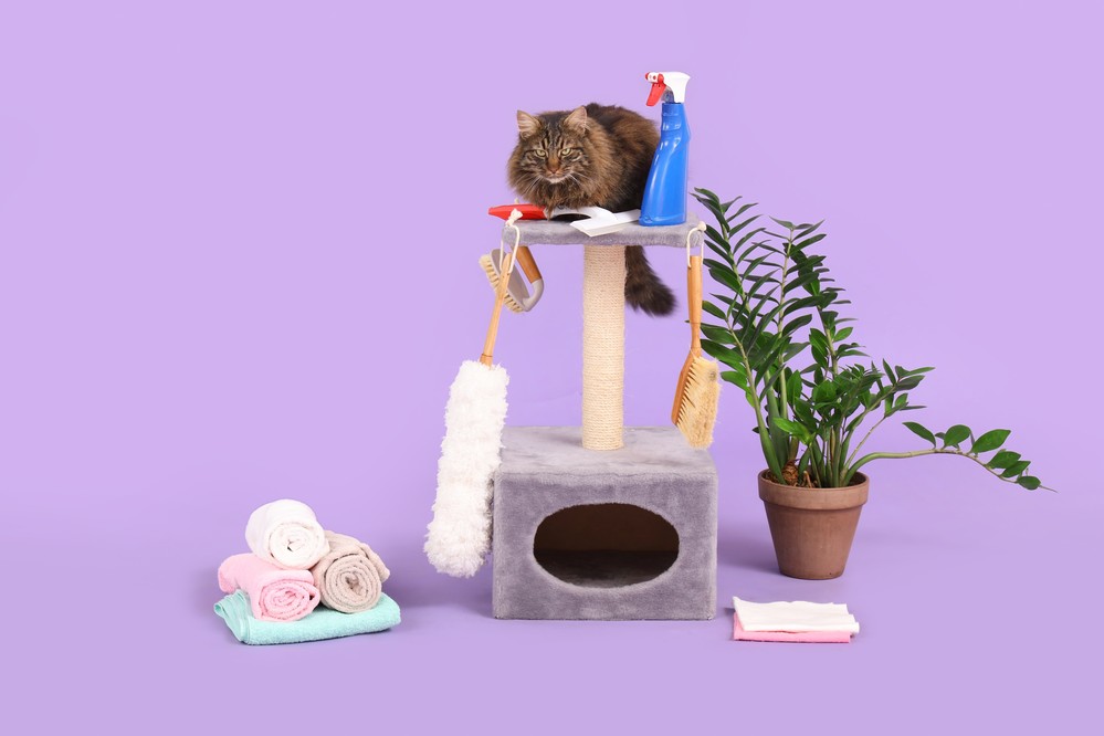 Enzymbasierte Reinigungsmittel können eine saubere Umgebung für Sie und Ihre Katze bieten.