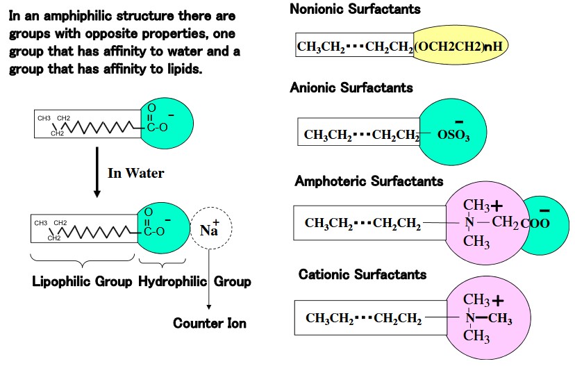 Tenside bestehen aus einer hydrophilen (wasseranziehenden) und einer hydrophoben (wasserabweisenden) Gruppe. Sie können in nichtionische, anionische, amphotere und kationische Tenside unterteilt werden.
