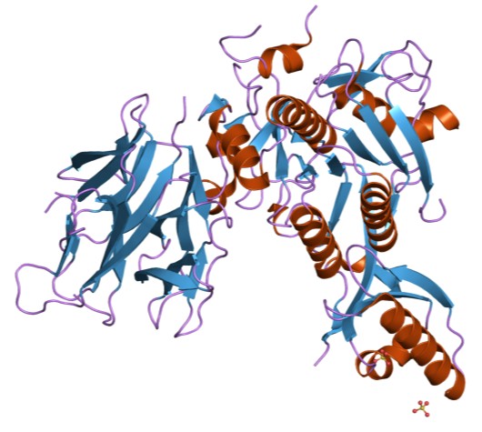 Struktur der Peptidase S8, subtilisinverwandt.