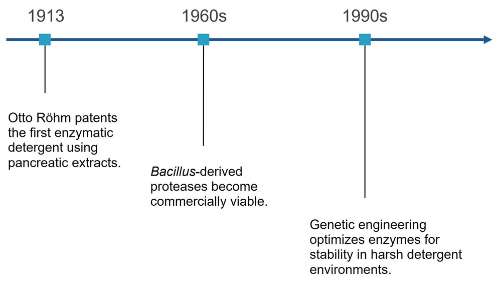 Wichtige Meilensteine in der Entwicklung enzymatischer Waschmittel: 1913, das erste enzymatische Waschmittel; 1960er Jahre, von Bacillus abgeleitete Proteasen; und 1990er Jahre, Gentechnik.