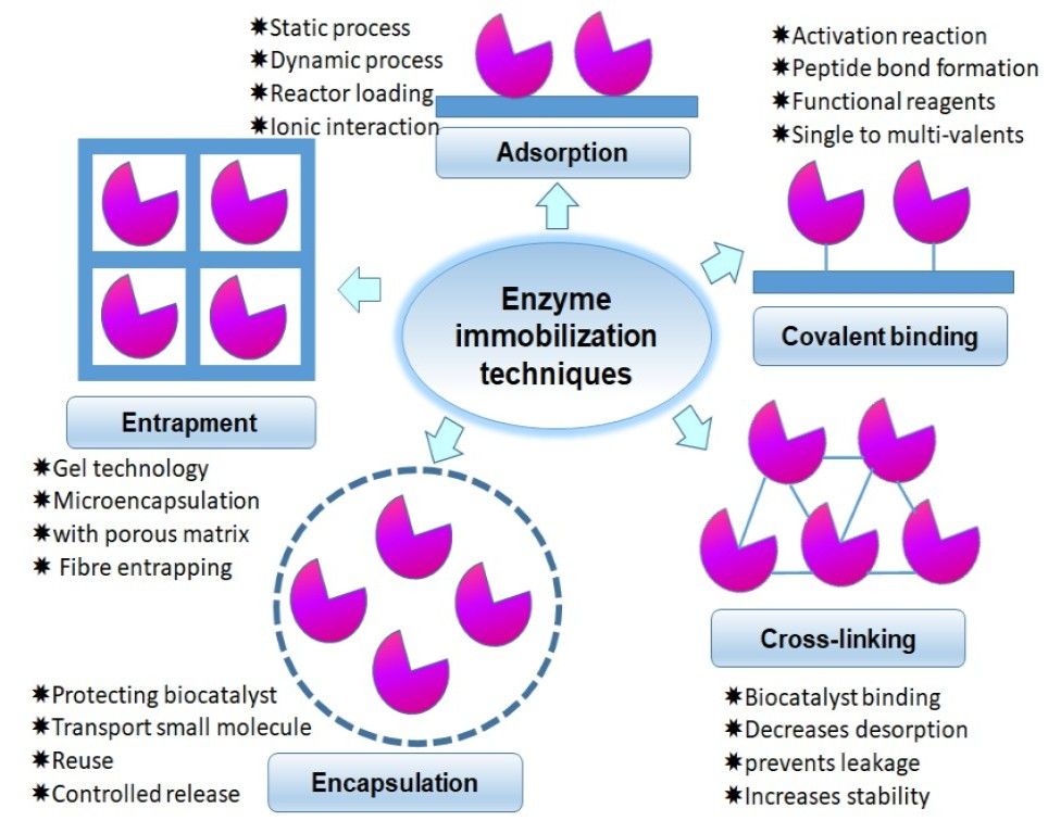 Arten von Enzym-Immobilisierungstechniken: Adsorption, kovalente Bindung, Vernetzung, Verkapselung und Einschluss.