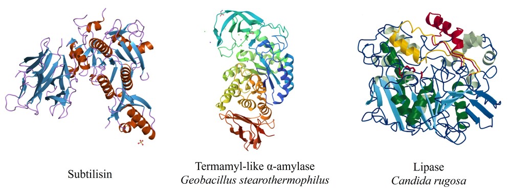 Struktur der Protease (Subtilisin), Alpha-Amylase (Termamyl-ähnlich von Geobacillus stearothermophilus) und Lipase (von Candida rugosa).