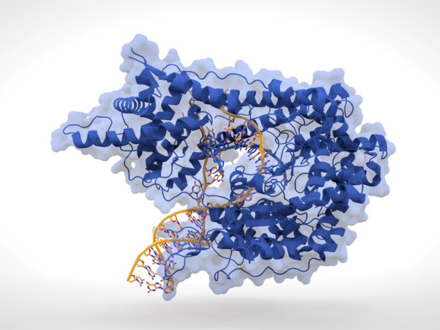 Cartoon-Darstellung der T7 RNA-Polymerase (blau), die mRNA (grün) aus einer doppelsträngigen DNA-Vorlage (orange) produziert.