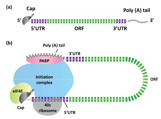 Überblick über wesentliche strukturelle Elemente der in vitro transkribierten (IVT) mRNA und den Beginn der kappeabhängigen Translation.