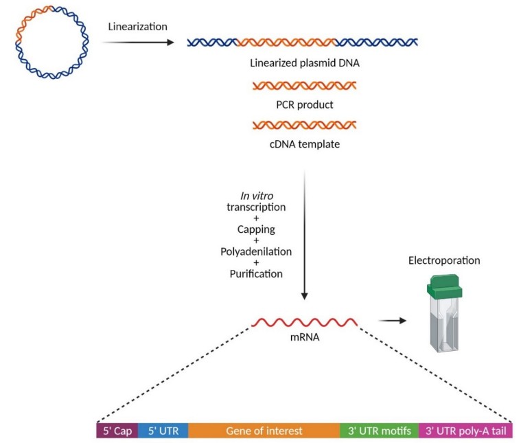 Workflow für die mRNA-Synthese.