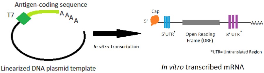 Grafische Übersicht über die in vitro Transkription von mRNA aus DNA.