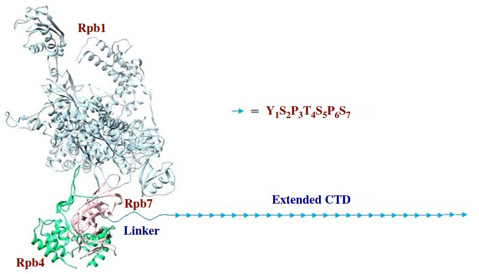 Struktur der RNA-Polymerase II.