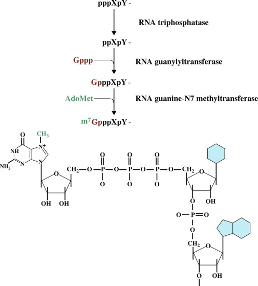 Enzyme im RNA-5'-End-Cap sind RNA-Triphosphatase, RNA-Guanylyltransferase, RNA-Guanin-N7-Methyltransferase.