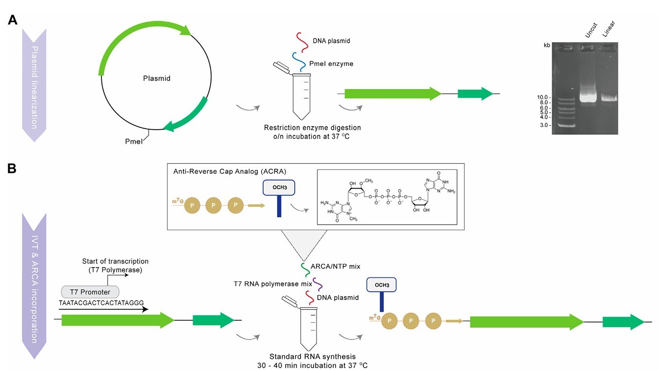 Zusammenfassung der Produktion von funktioneller mRNA: Plasmidlinearisation, IVT & ARCA-Inkorporation, DNAse I-Behandlung, Poly(A)-Tailing und mRNA-Reinigung.
