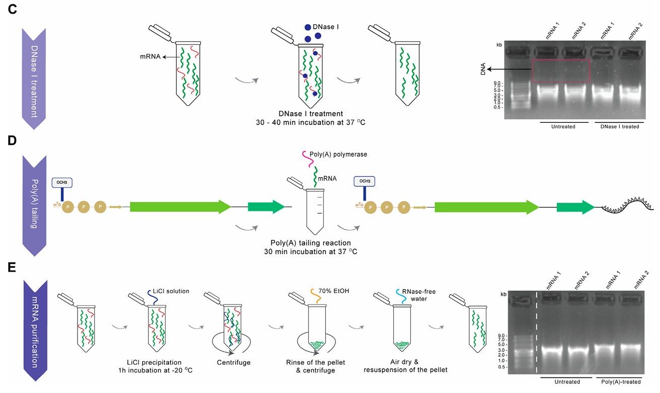 Zusammenfassung der Produktion von funktioneller mRNA: Plasmidlinearisation, IVT & ARCA-Inkorporation, DNAse I-Behandlung, Poly(A)-Tailing und mRNA-Reinigung.
