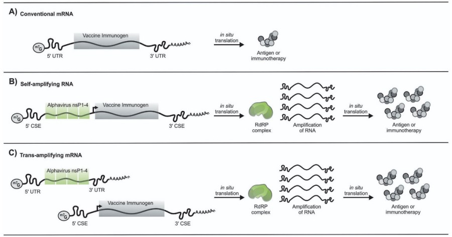 Erweiterte mRNA-Architekturen umfassen selbst-verstärkende RNA, zirkuläre RNA und bicistronische mRNA.