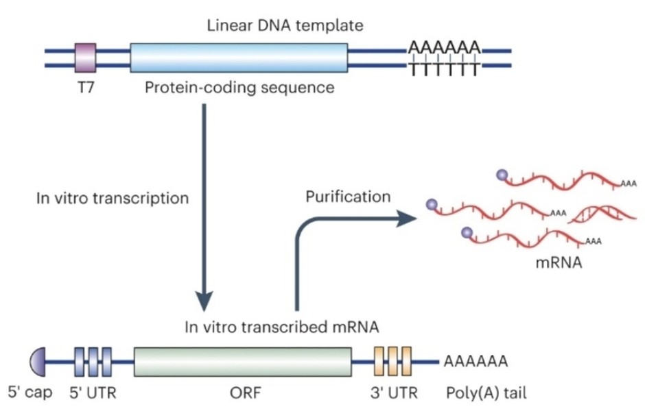 Prozess der in vitro Transkription (IVT) von mRNA.