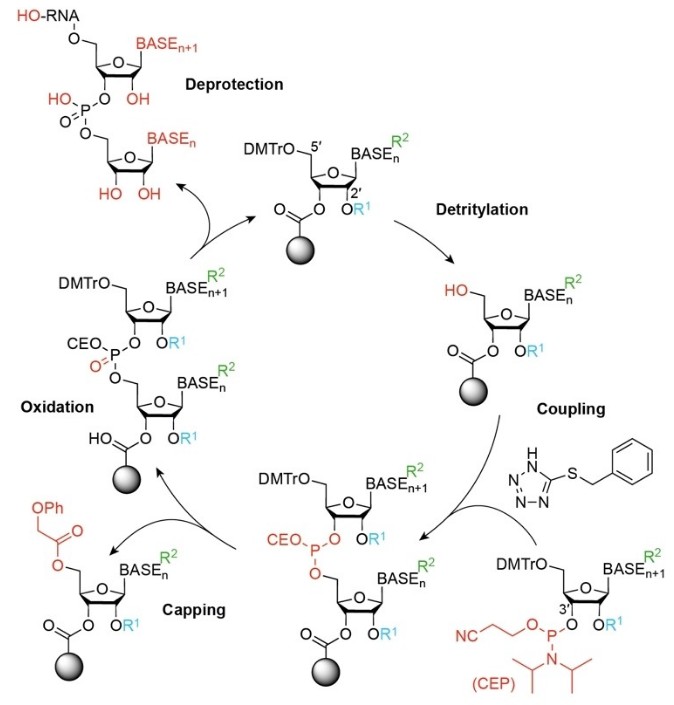 RNA-Solid-Phase-Synthesezyklus: Deprotection, Detritylation, Coupling, Capping und Oxidation.