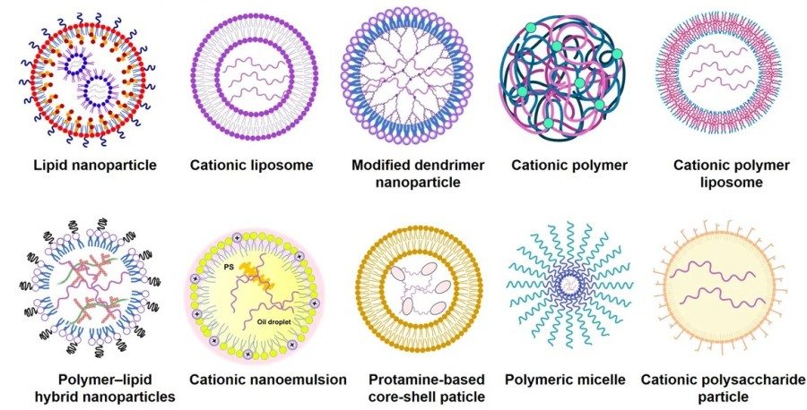 Arten von mRNA-Liefersystemen: Lipid-Nanopartikel, kationische Liposomen, modifizierte Dendrimernanopartikel, kationisches Polymer und kationisches Polymer-Liposom.