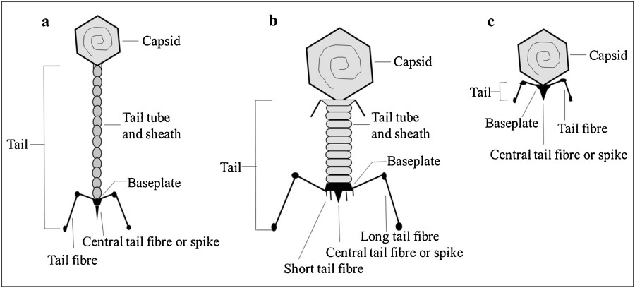 Drei Typen von Bakteriophagen (Myoviridae, Siphoviridae, Inoviridae) und ihre Strukturen.