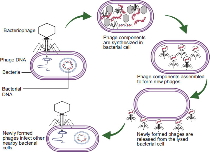Mechanismus der Phagentherapie.