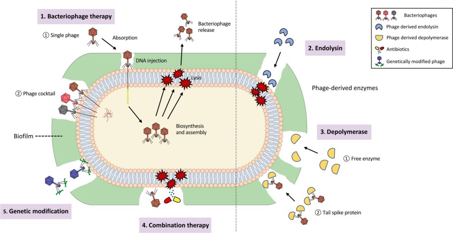 Bakteriophagen können zur Behandlung biofilmassoziierter Infektionen eingesetzt werden.