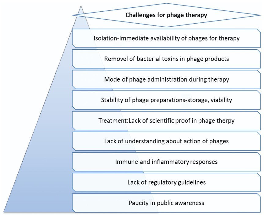 Herausforderungen für die Phagentherapie, einschließlich Isolation, Entfernung bakterieller Toxine, Verabreichungsweg der Phagen, Stabilität, Mangel an wissenschaftlichen Beweisen, Immun- und Entzündungsreaktionen, Mangel an regulatorischen Richtlinien, Mangel an öffentlichem Bewusstsein.