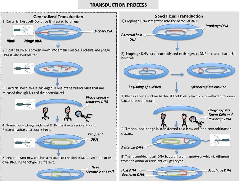 Transduktionsprozess von Bakteriophagen.
