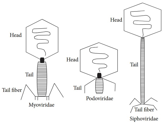 Drei Typen von Bakteriophagen und ihre Struktur: Myoviridae, Siphoviridae und Podoviridae.