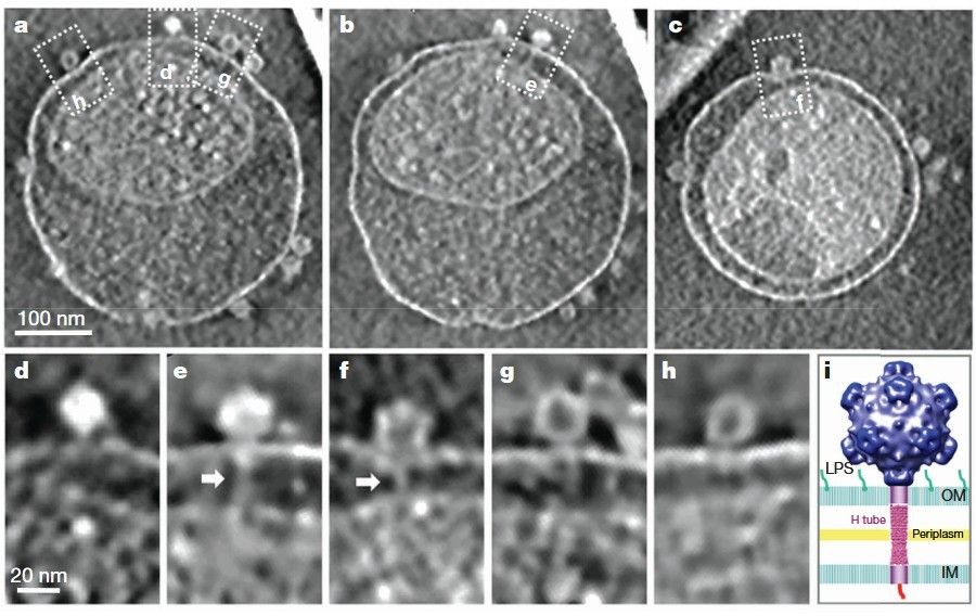 Beispiel von ikosahedralen Bakteriophagen mit Schwanz: WX174-ähnlicher Phage ST-1.