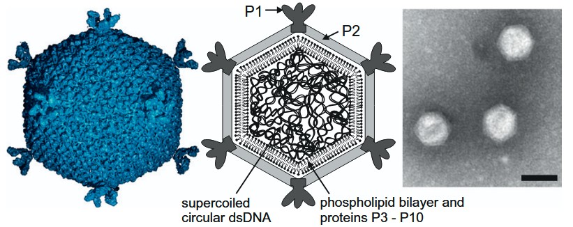 Beispiel von ikosahedralen Bakteriophagen ohne Schwänze: Pseudoalteromonas-Phage PM2.