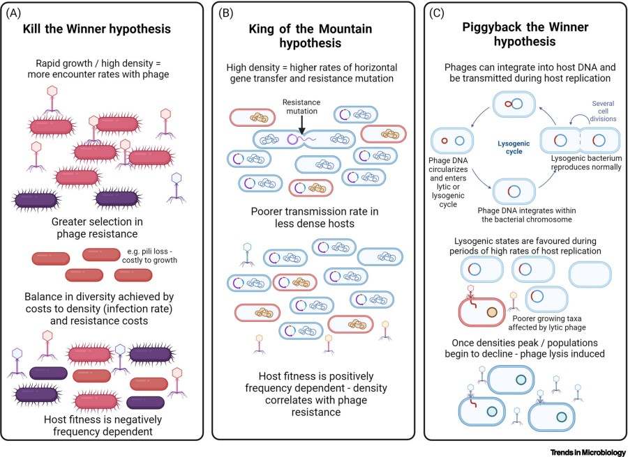 Bakteriophagen formen mikrobielle Gemeinschaften; drei verwandte Hypothesen sind die Kill the Winner-Hypothese, die King of the Mountain-Hypothese und die Piggyback the Winner-Hypothese.