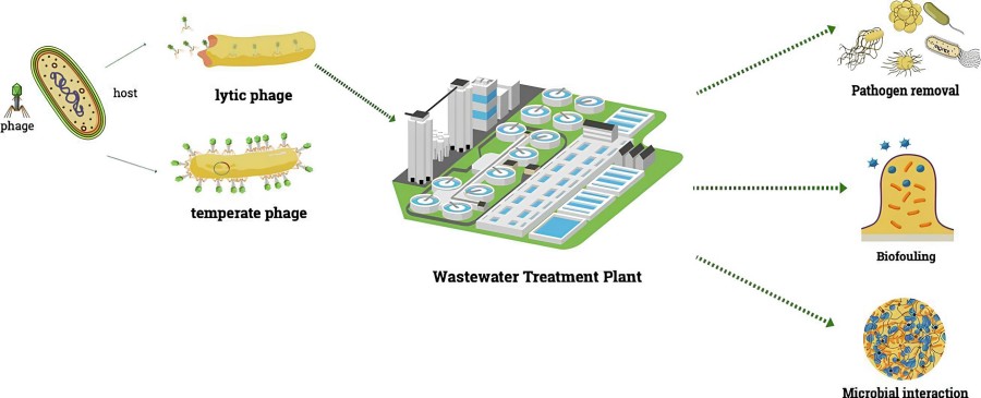 Bakteriophagen können in der Wasseraufbereitung eingesetzt werden.
