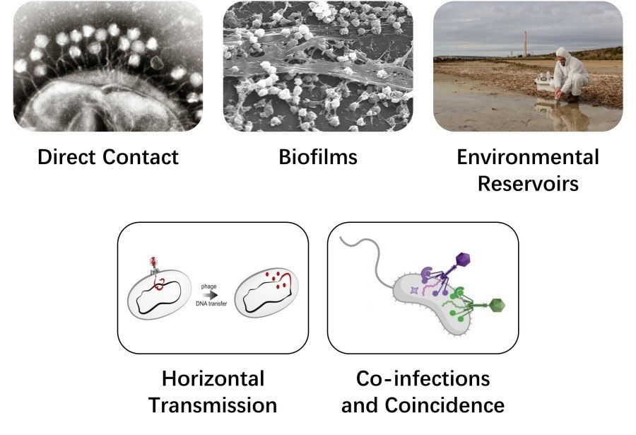 Mechanismen der Phagenübertragung: direkter Kontakt, Biofilme, Umweltreservoire, horizontale Übertragung, Co-Infektionen und Zufall.