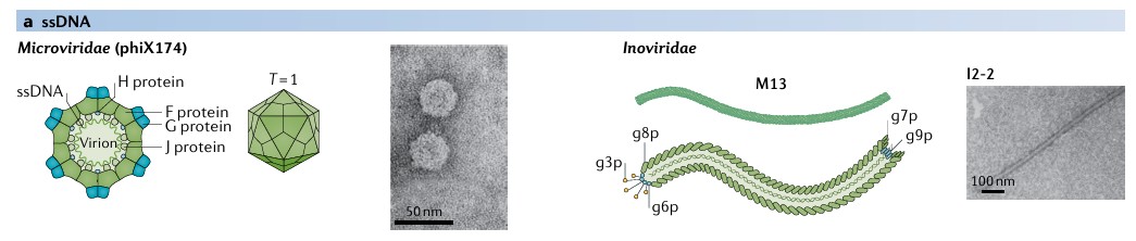 Klassifikation der Bakteriophagen: Microviridae (phiX174), Inoviridae, Myoviridae (T4), Podoviridae (T7), Ackermannviridae (AG3), Siphoviridae (lambda), Corticoviridae (PM2), Tectiviridae (PRD1), Plasmaviridae (MVL2), Cystoviridae (phi6) und Leviviridae (MS2).