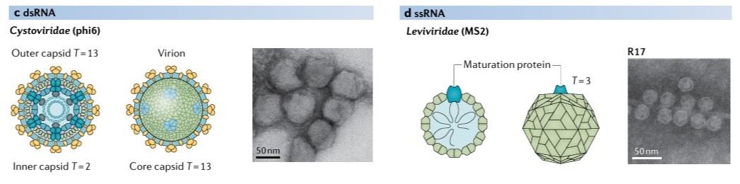 Klassifikation der Bakteriophagen: Microviridae (phiX174), Inoviridae, Myoviridae (T4), Podoviridae (T7), Ackermannviridae (AG3), Siphoviridae (lambda), Corticoviridae (PM2), Tectiviridae (PRD1), Plasmaviridae (MVL2), Cystoviridae (phi6) und Leviviridae (MS2).