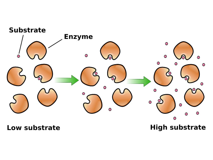 Individuell entwickelte enzymkinetische Assays