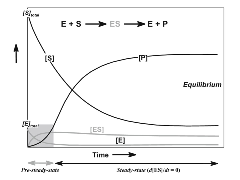Pre-Steady-State-Kinetik von Enzymen, adaptiert nach Punekar 2018
