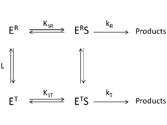 Studien zur allosterischen Regulation von Enzymen, adaptiert nach Herman und Lee 2012