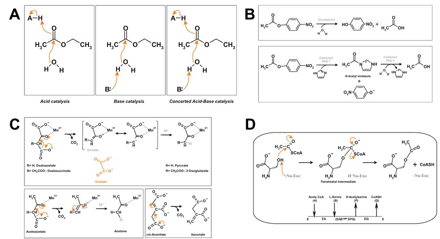 Beispiele für enzymatische Katalysemechanismen (Säure-Base, kovalent, Metallion, Übergangszustandsstabilisierung)