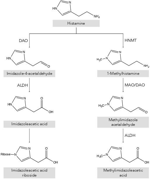 Histaminmetabolismuswege: einer über Diaminoxidase und der andere über Histamin N-Methyltransferase.