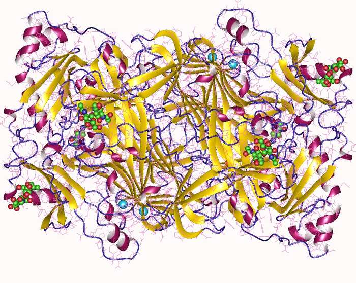 Diaminoxidase-Homodimer mit 10 NAG, 4 Ca (l) und 2 Cu (II).