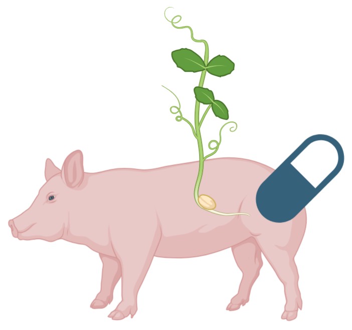 Diaminoxidase-Ergänzungen werden aus Schweine-Nierenextrakt und Erbsensprossen gewonnen.