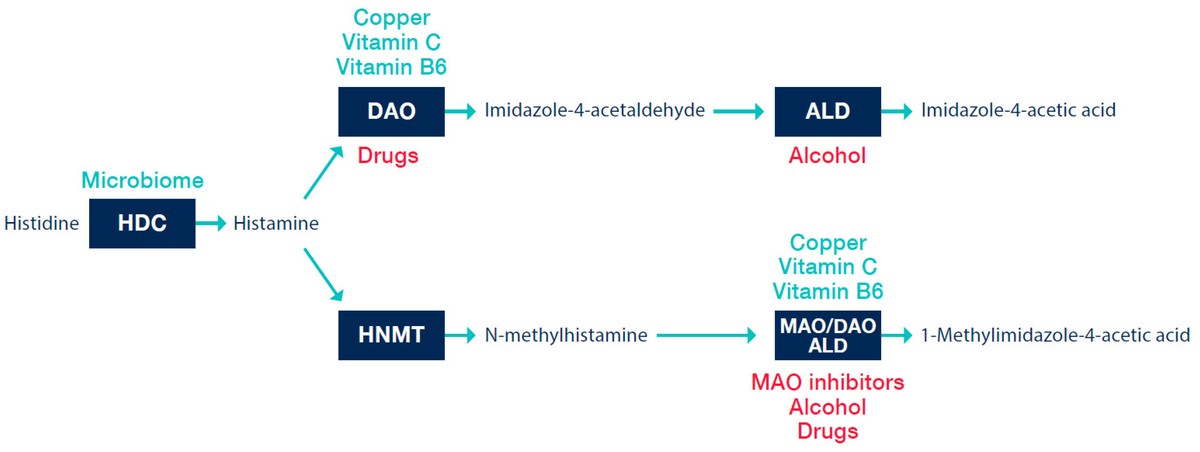 Histaminmetabolismus im menschlichen Körper.