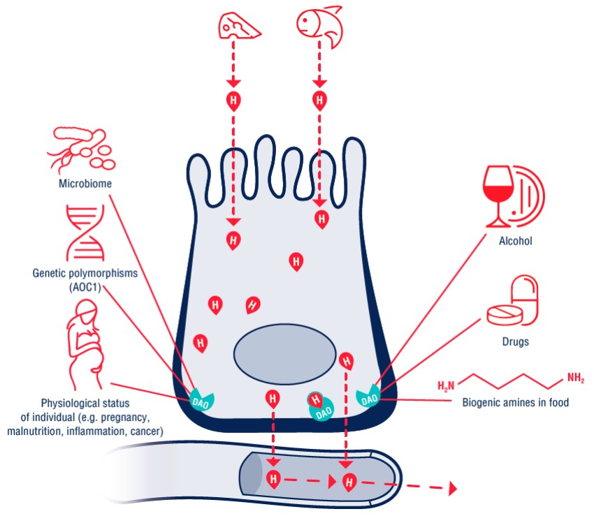 Die Funktion von Diaminoxidase in Enterozyten und Faktoren, die die DAO-Aktivität beeinflussen: Mikrobiom, genetische Polymorphismen, physiologischer Status, Alkohol, Medikamente und biogene Amine in Lebensmitteln.