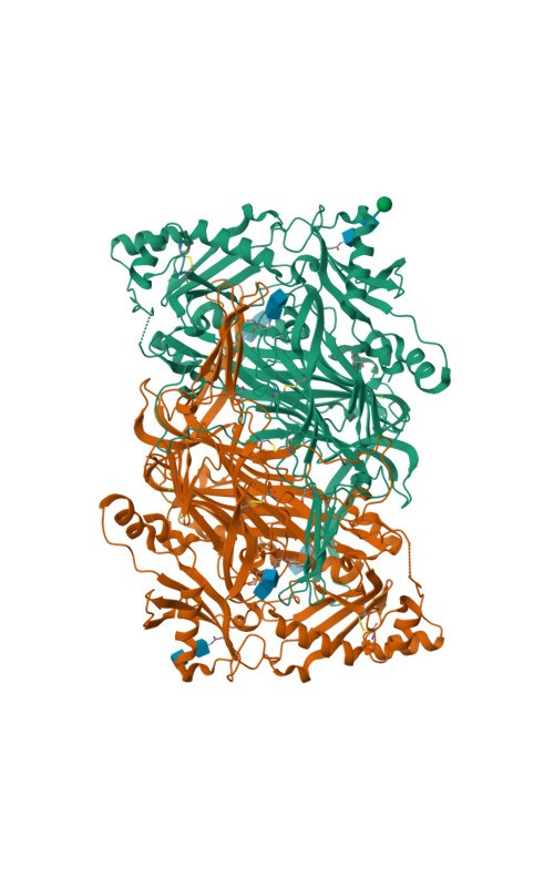 Diaminoxidase