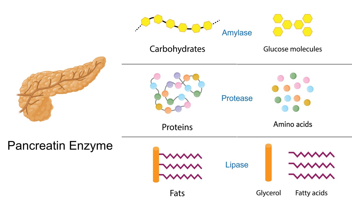 Pancreatin wird hauptsächlich aus der Bauchspeicheldrüse gewonnen und besteht aus Protease, Amylase und Lipase.