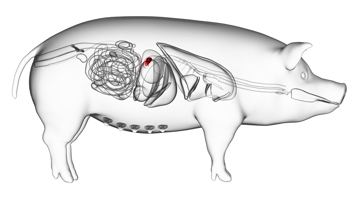Die meisten Pancreatin-Ergänzungen stammen aus Schweinequellen.