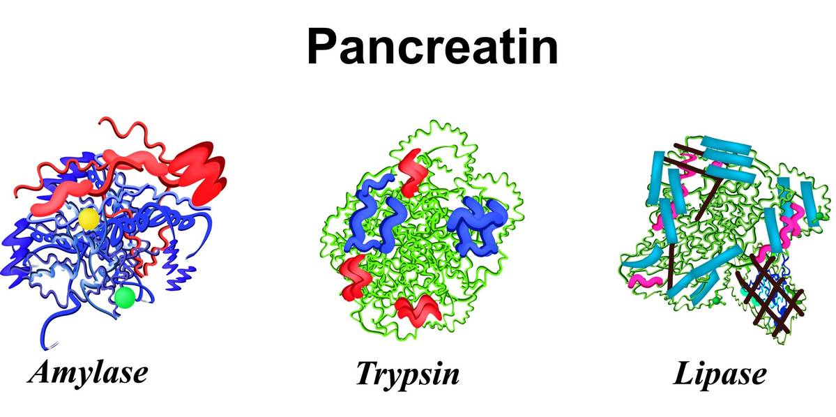 Die Strukturen von Amylase, Trypsin und Lipase, die Hauptbestandteile von Pankreatin.