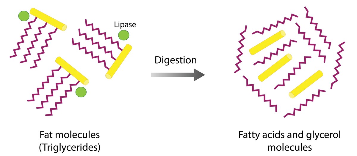 Der Mechanismus der Lipidverdauung.